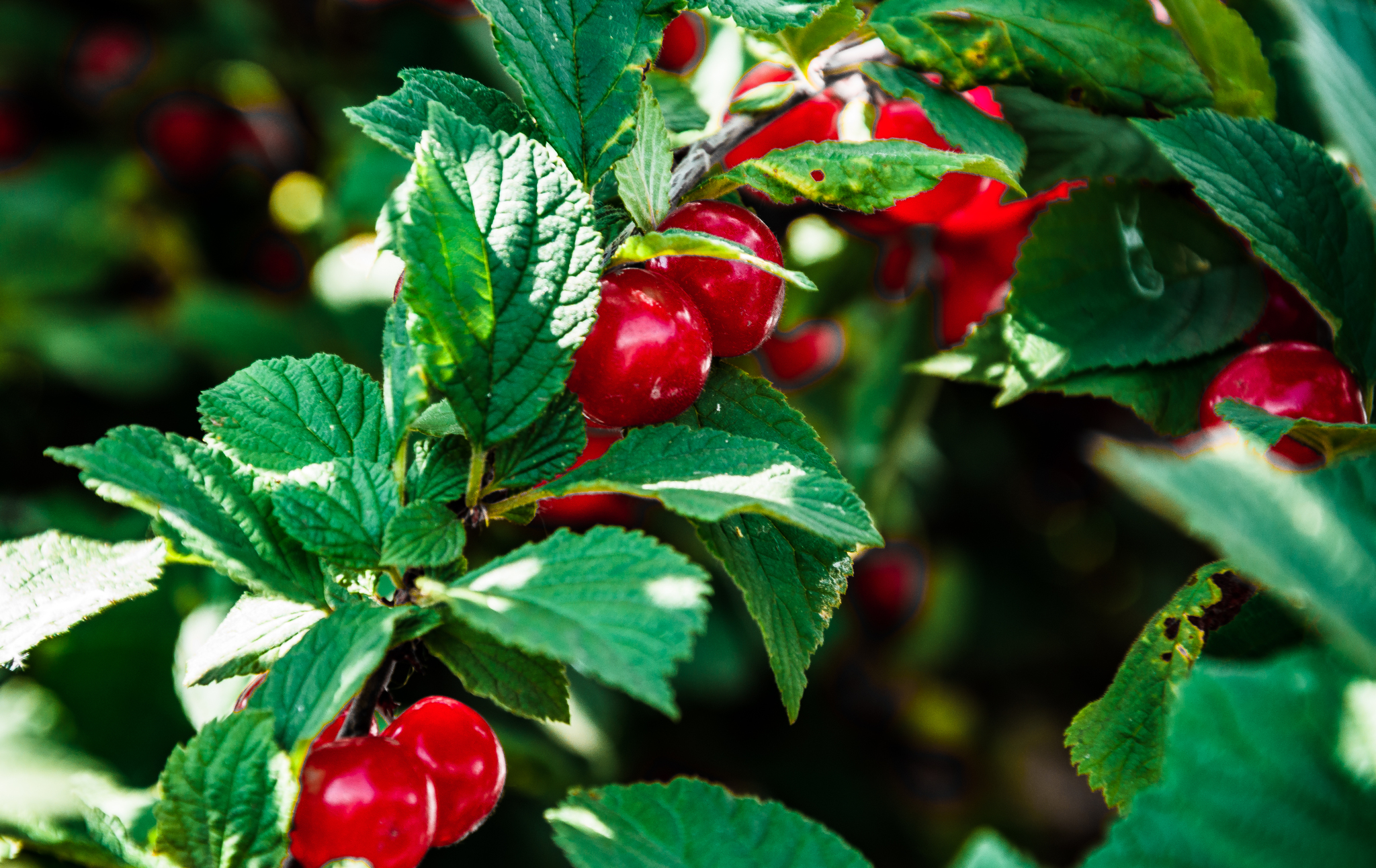 Gifts of summer - My, The photo, Macro photography, Berries, Apples, Nature, Longpost