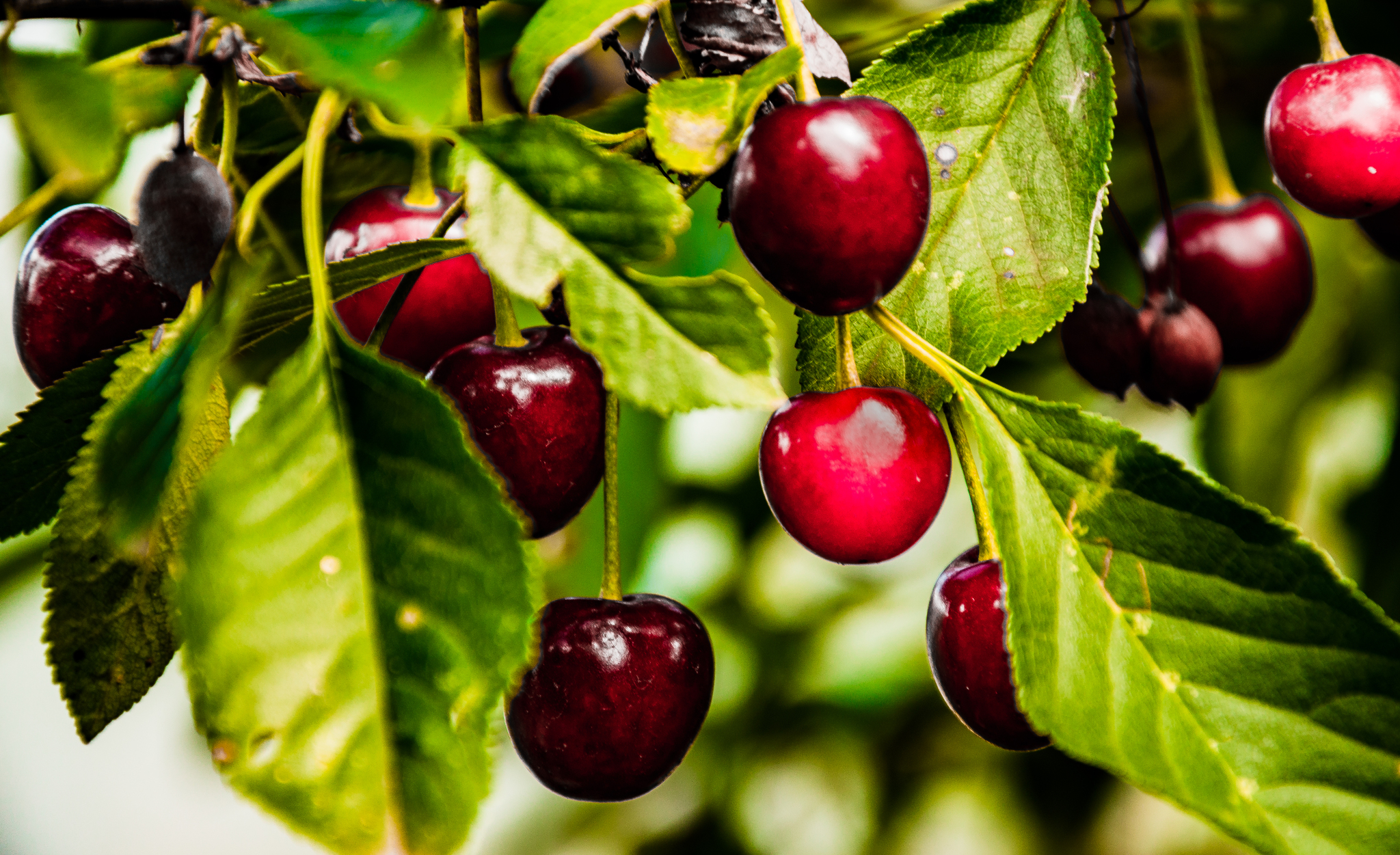 Gifts of summer part -2 - My, The photo, Landscape, Berries, Macro photography, Macro, Summer, Longpost