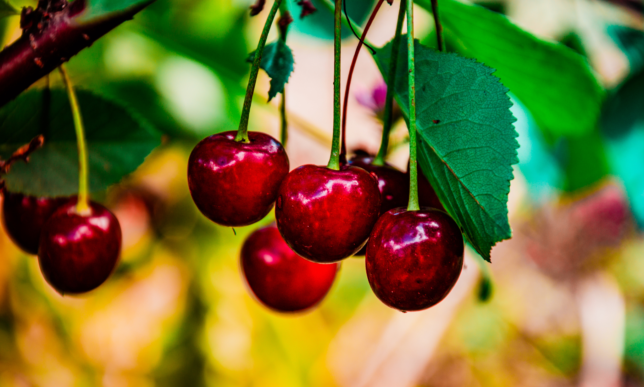 Gifts of summer part -2 - My, The photo, Landscape, Berries, Macro photography, Macro, Summer, Longpost