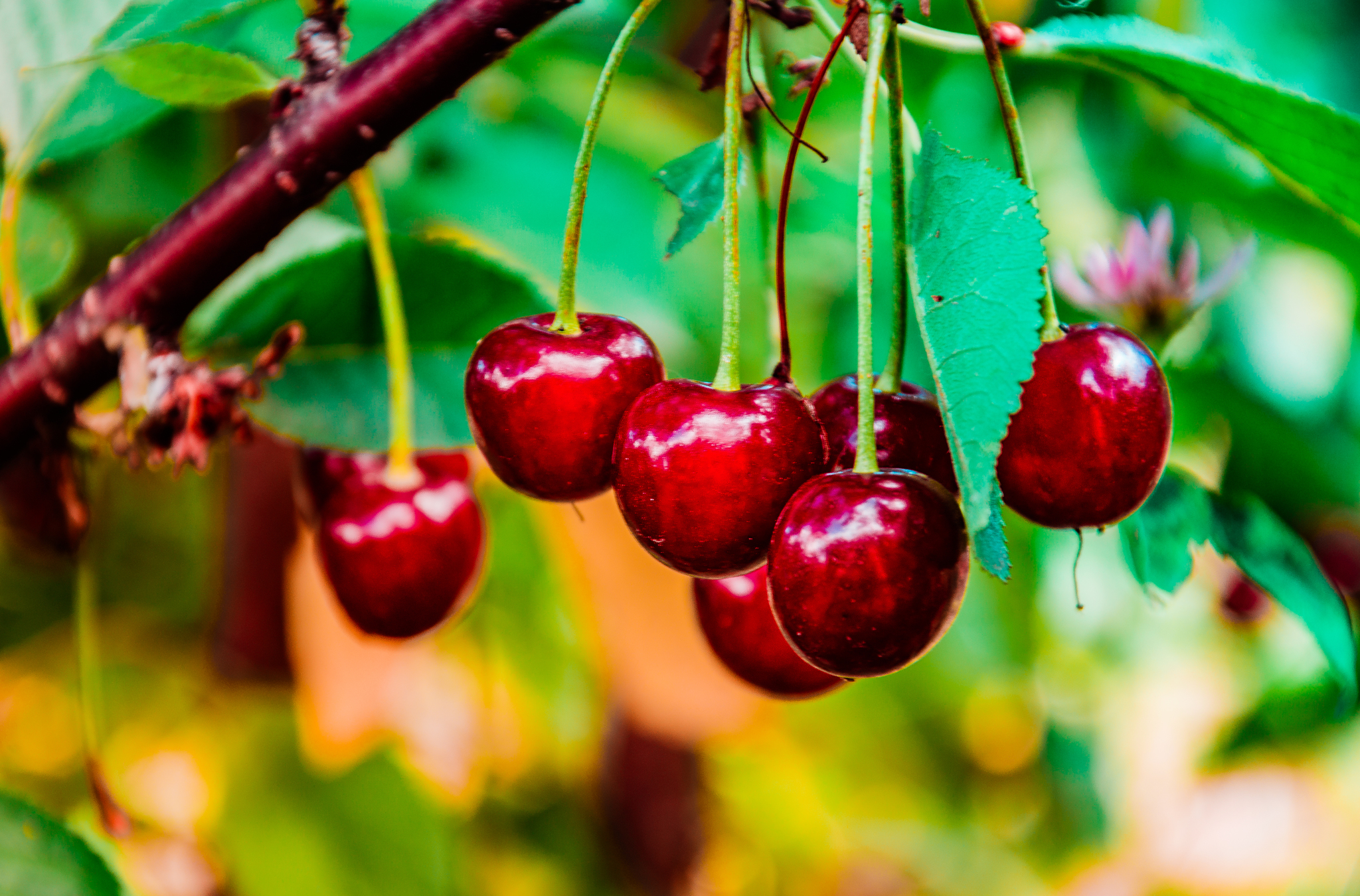 Gifts of summer part -2 - My, The photo, Landscape, Berries, Macro photography, Macro, Summer, Longpost