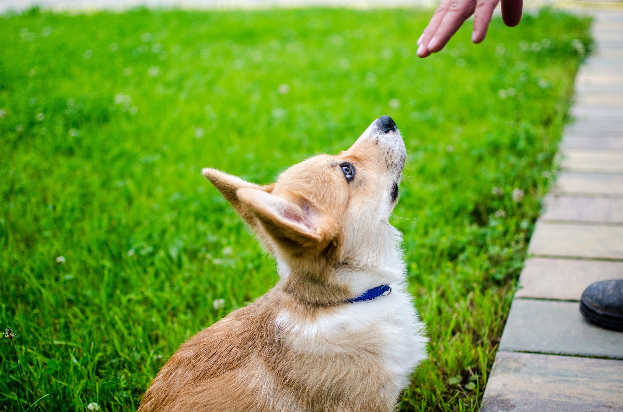 His name is Zephyr - My, Corgi, Welsh corgi pembroke, Longpost, Dog