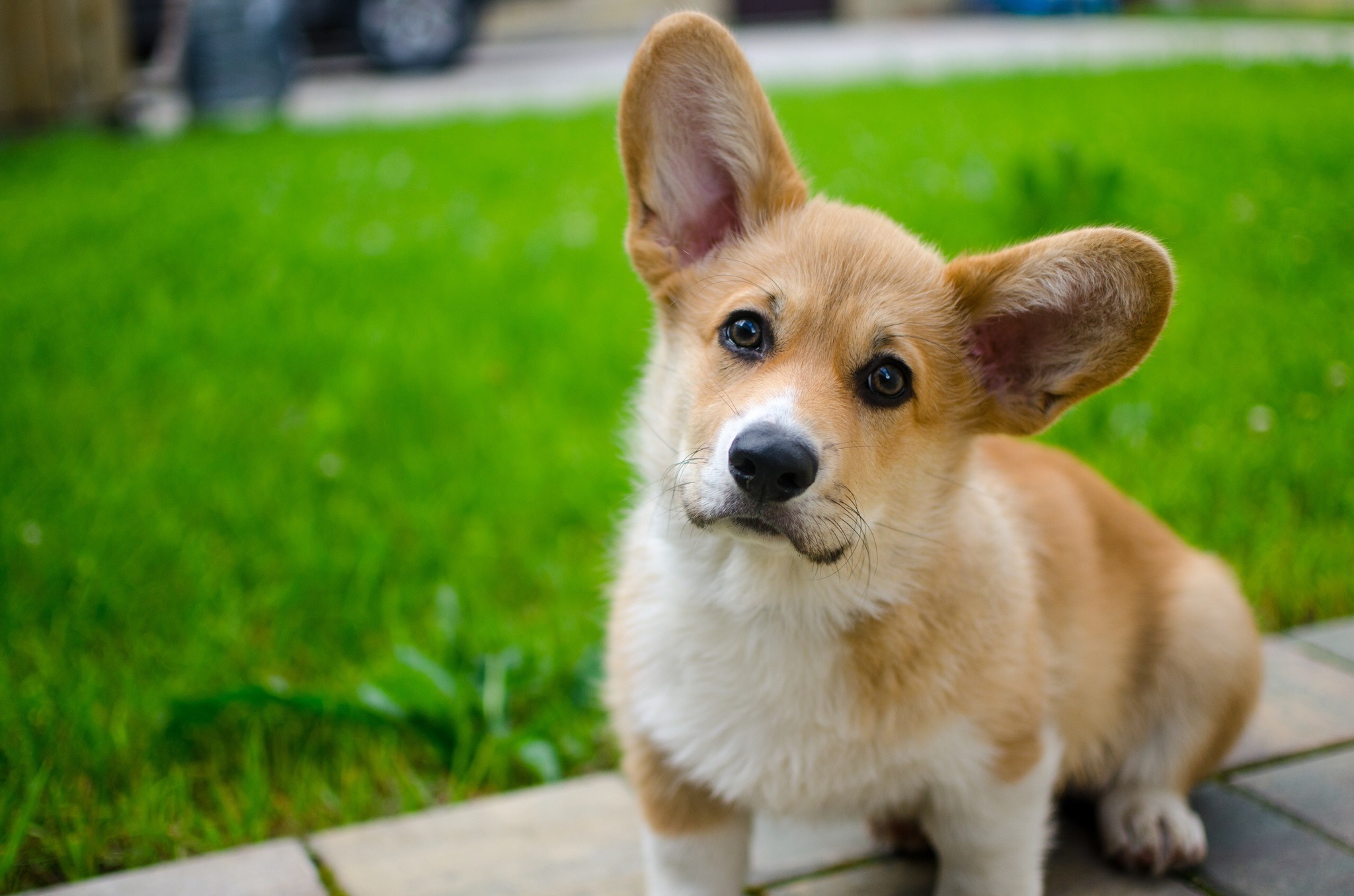 His name is Zephyr - My, Corgi, Welsh corgi pembroke, Longpost, Dog