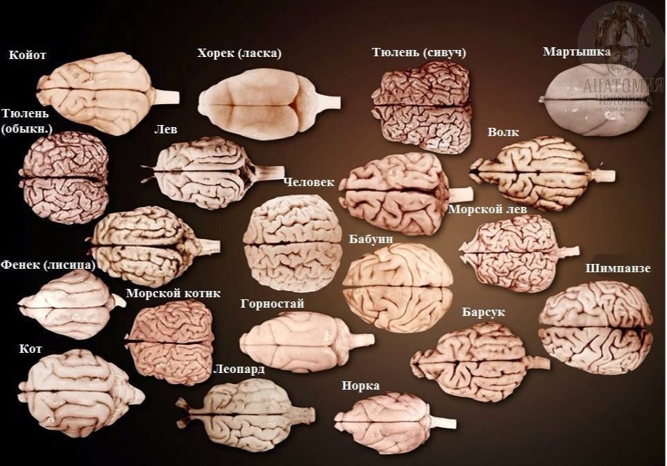 The brain of different animals and human for comparison. - Brain, Animals