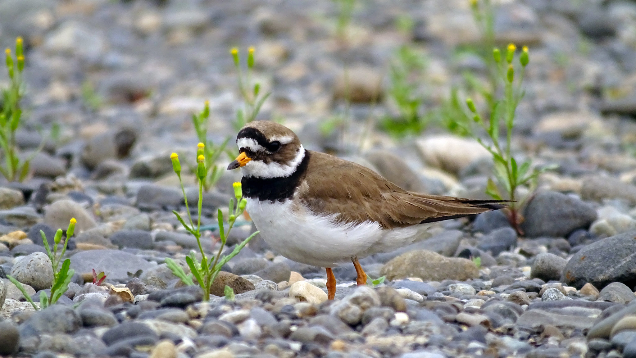 Photo shoot for a little chick - My, Ornithology, Biology, Birds, Animals, The photo, Siberia