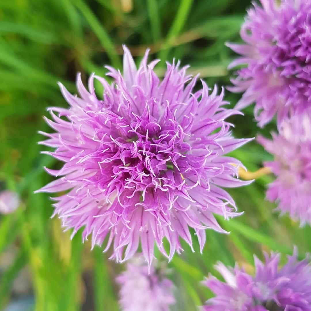 Fractal plants in the garden - My, Fractals, Plants, Garden, Flowers, beauty of nature, Longpost