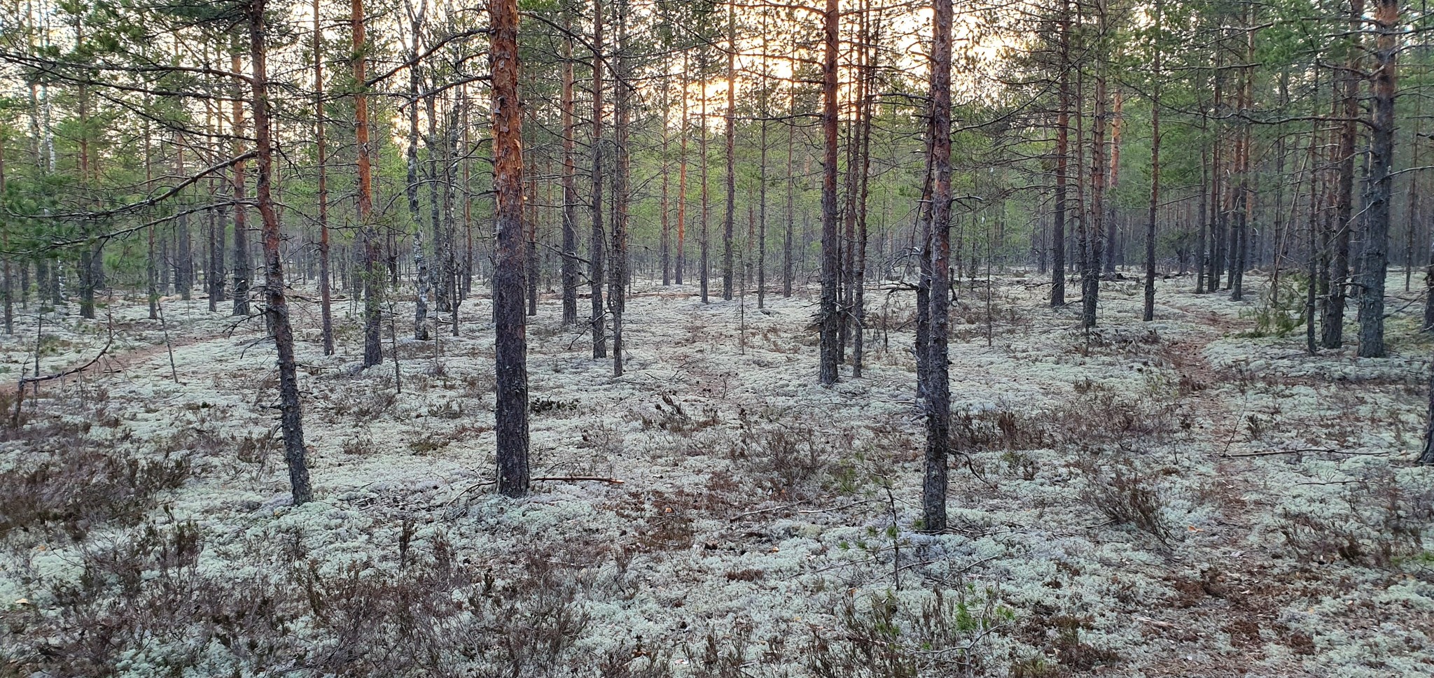 Белый мох в лесах Ленинградской области | Пикабу