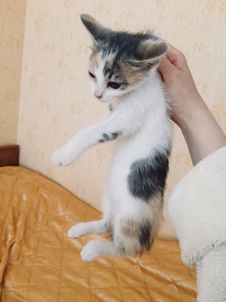 Kitten Arya is looking for a home - My, I will give, cat, Longpost, No rating, In good hands, Saint Petersburg, Leningrad region, Looking for a master