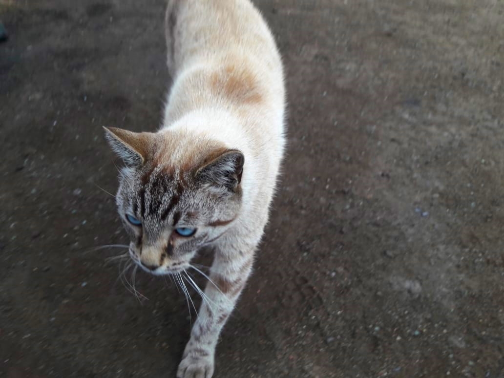 A former domestic Thai cat with cosmic eyes is looking for a home. - My, cat, In good hands, No rating, Help, Saint Petersburg, Longpost, Helping animals