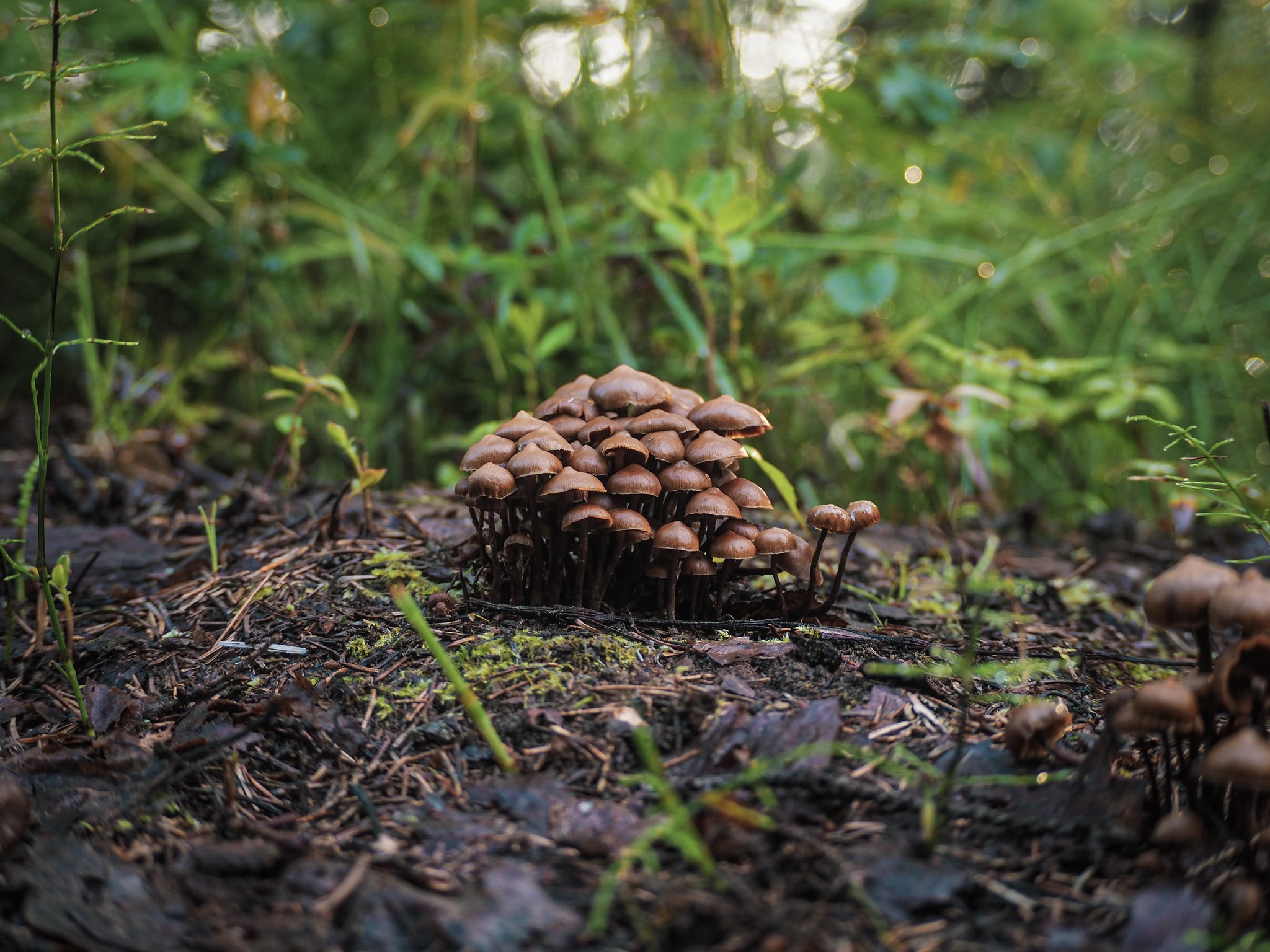 mushroom family - My, The photo, Mushrooms, Olympus, Macro photography, Syktyvkar, Komi, Photographer