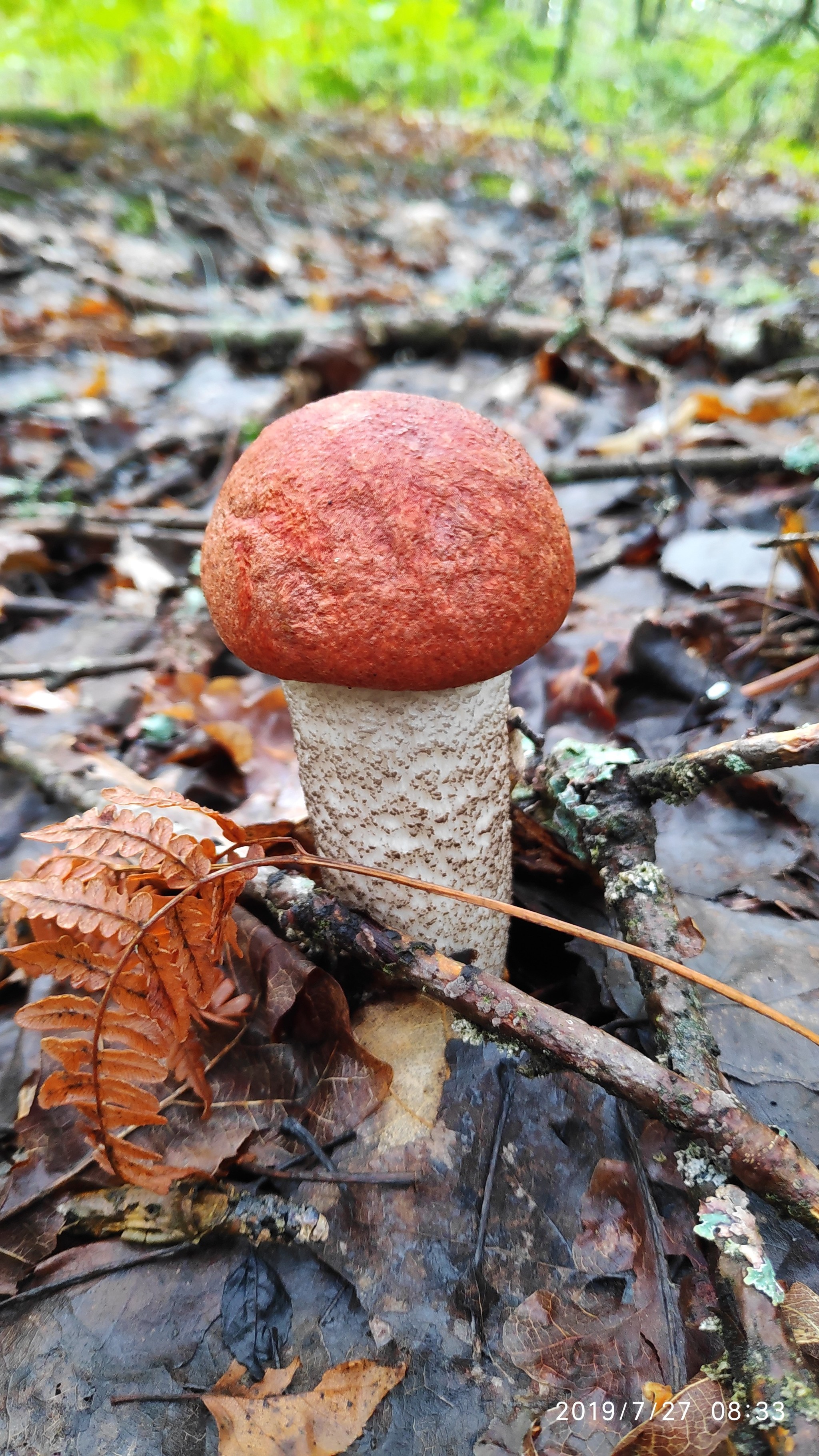 Silent hunt - My, Silent hunt, Mushrooms, Longpost