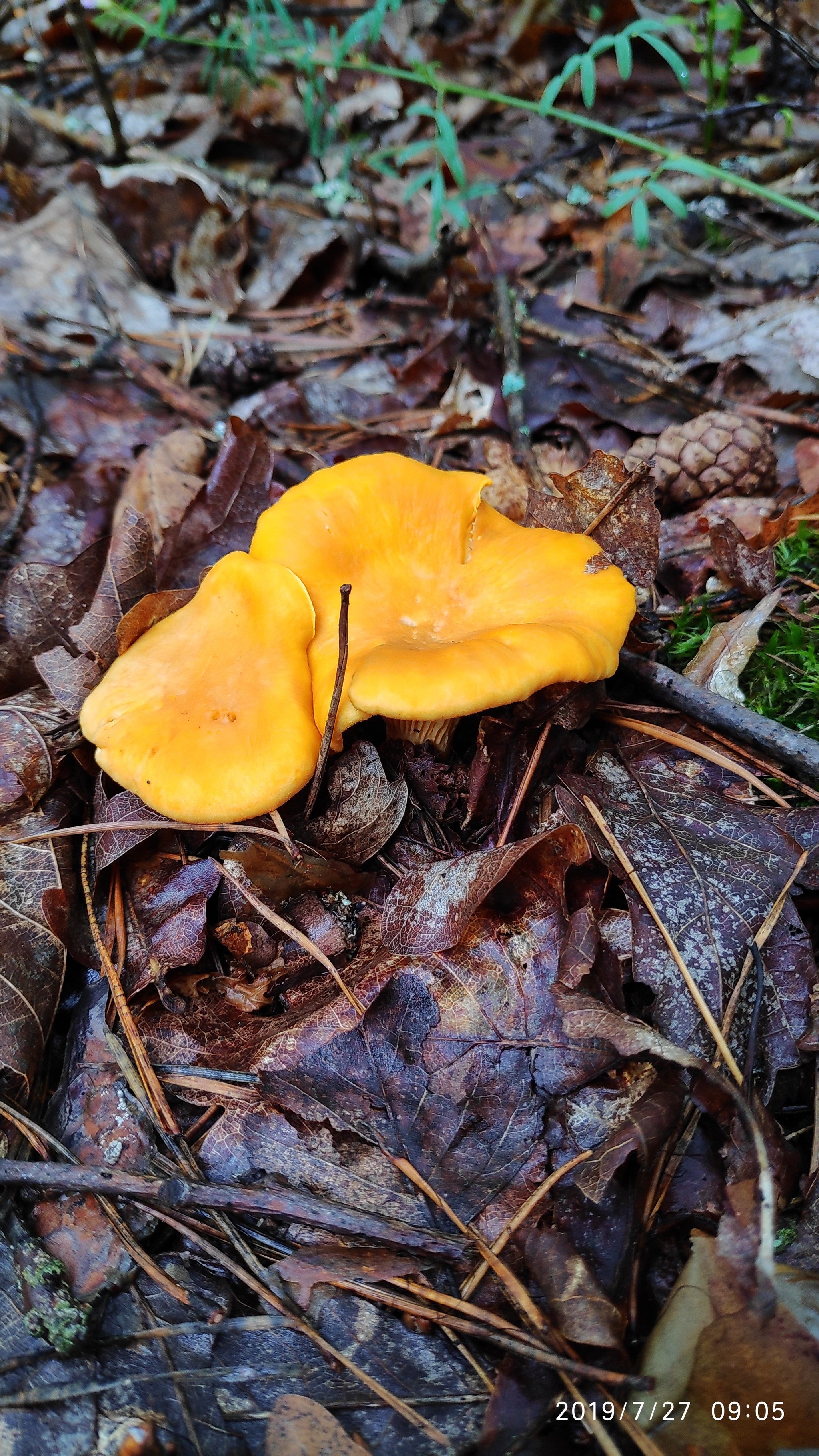 Silent hunt - My, Silent hunt, Mushrooms, Longpost