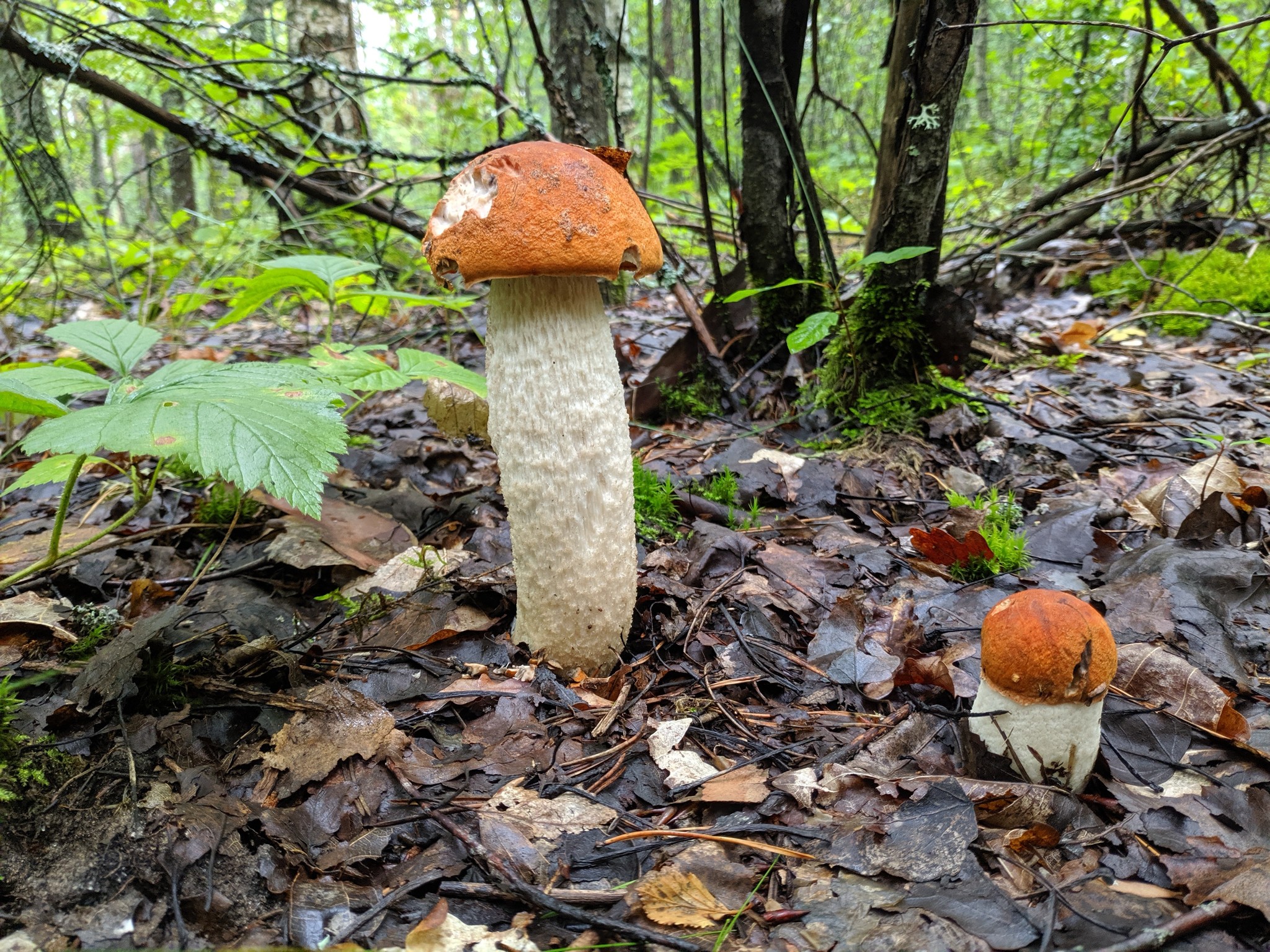 Silent hunt - My, Silent hunt, Mushrooms, Longpost