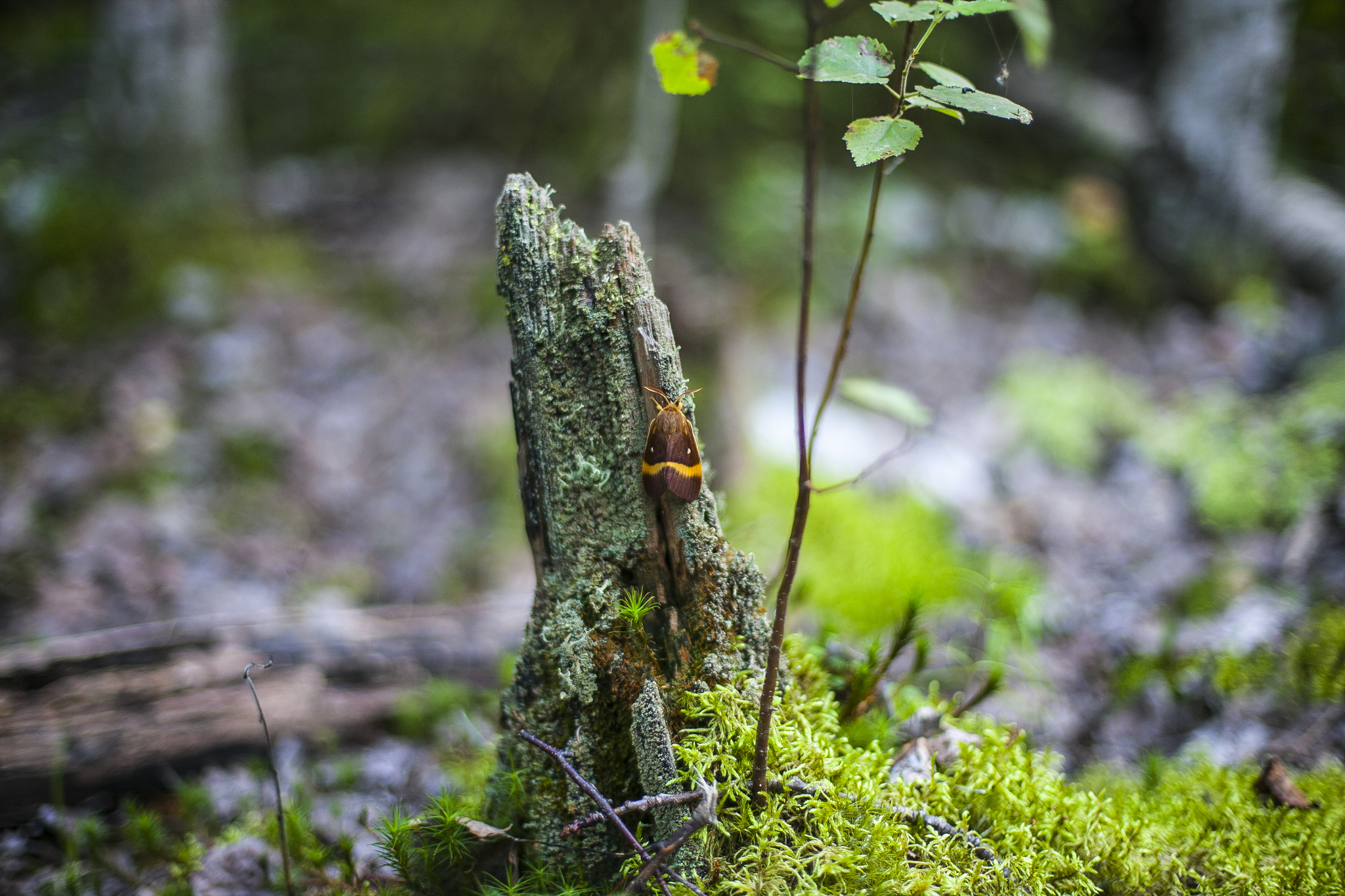 Konakovo: forest, mushrooms, mosquitoes - My, Russia, Konakovo, Mushrooms, Forest, The photo, Longpost