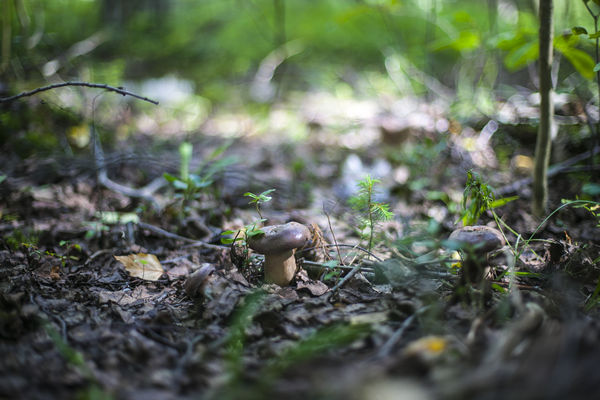 Konakovo: forest, mushrooms, mosquitoes - My, Russia, Konakovo, Mushrooms, Forest, The photo, Longpost