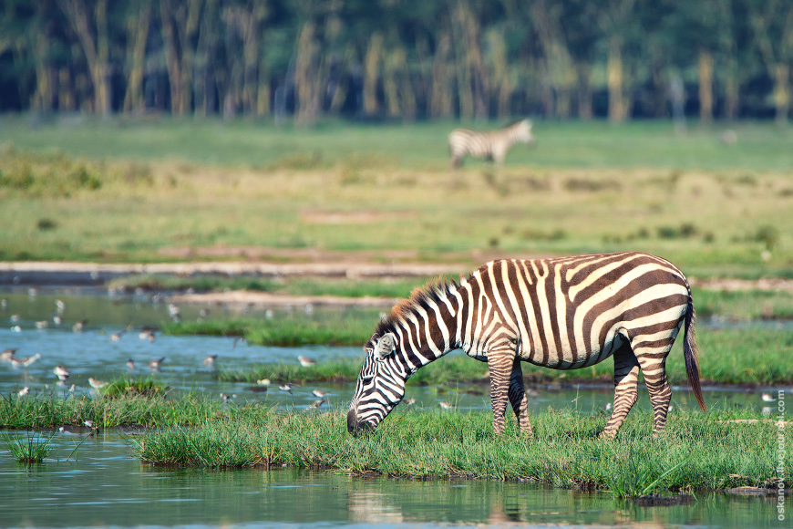 Romanticism and Rhinos - My, The photo, Africa, Kenya, Safari, Animals, wildlife, Longpost