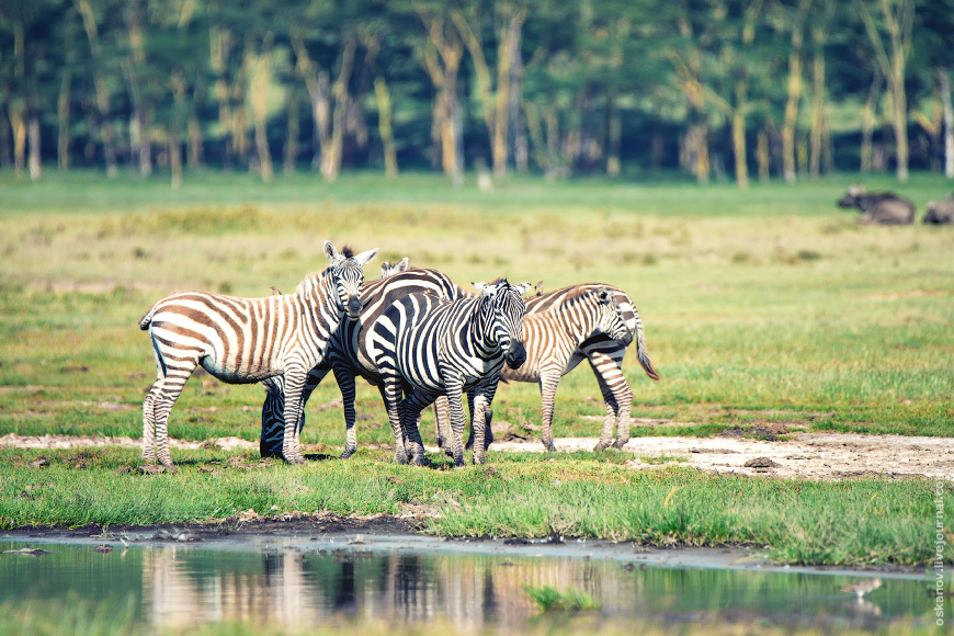 Romanticism and Rhinos - My, The photo, Africa, Kenya, Safari, Animals, wildlife, Longpost