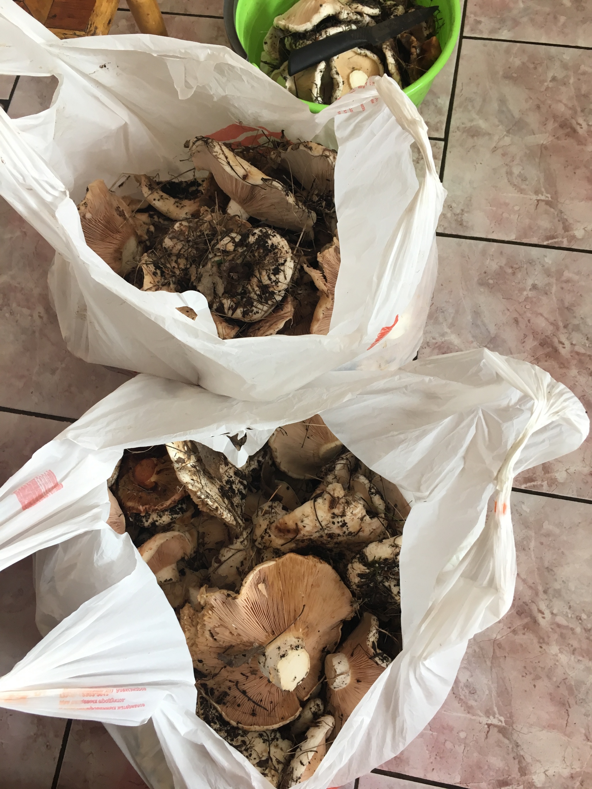 Salty mushrooms. - My, Mushrooms, Recipe, Rural life, Pickles, Lactarius, Blanks, Food, Longpost, Cooking