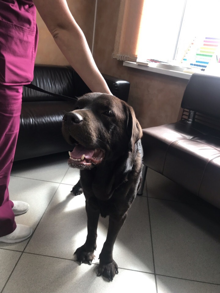 Found LABRADORE [owner found] - No rating, Lost, Yekaterinburg, Found a dog, In good hands, Longpost, Dog, Labrador