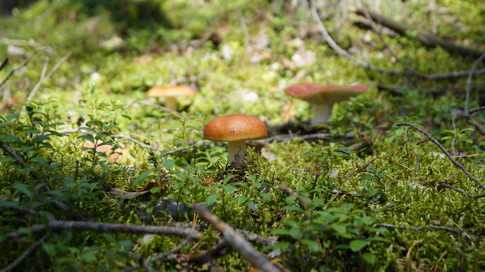 Forest - My, Forest, Mushrooms, Blueberry, The photo