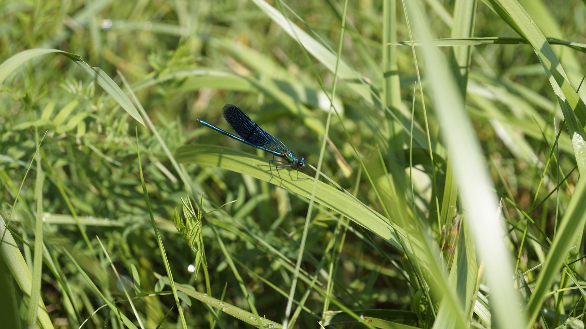 lens difference) - My, The photo, Dragonfly, Comparison