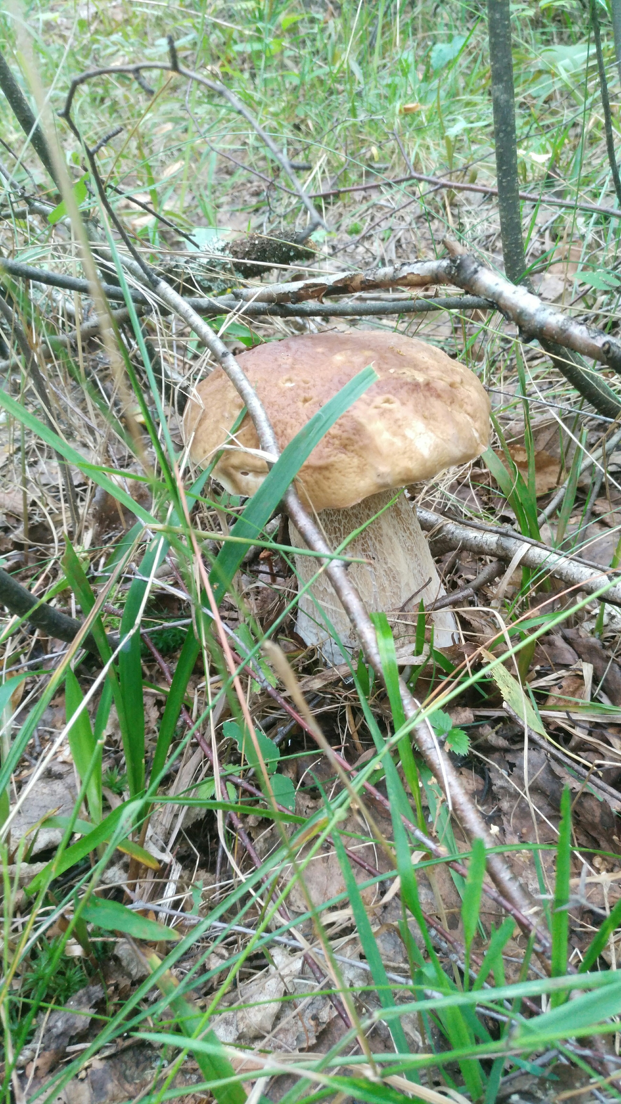 Border of Smolensk and Kaluga regions. - My, Mushrooms, Porcini, Longpost