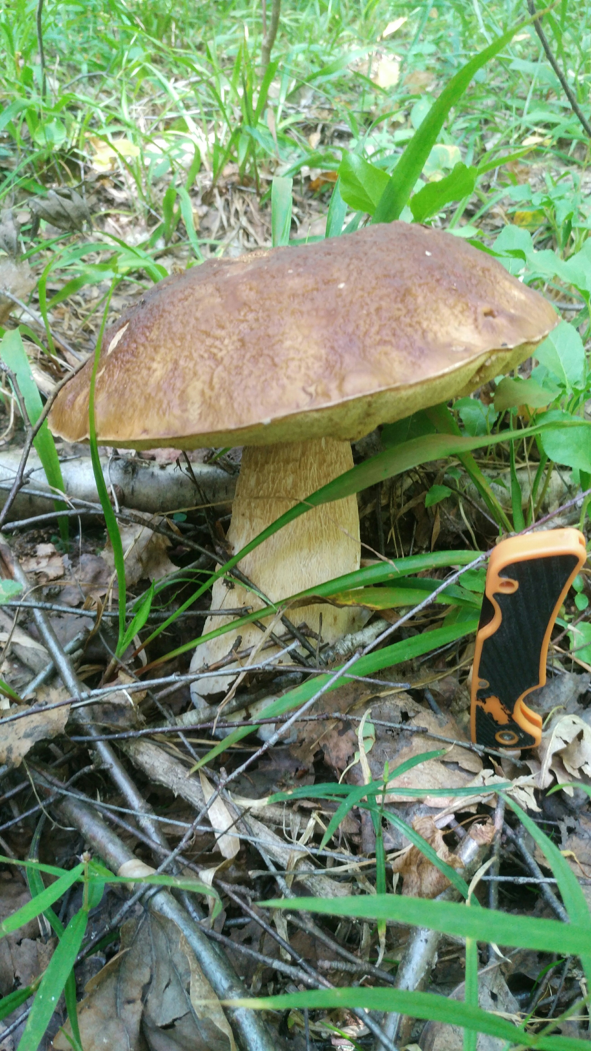 Border of Smolensk and Kaluga regions. - My, Mushrooms, Porcini, Longpost