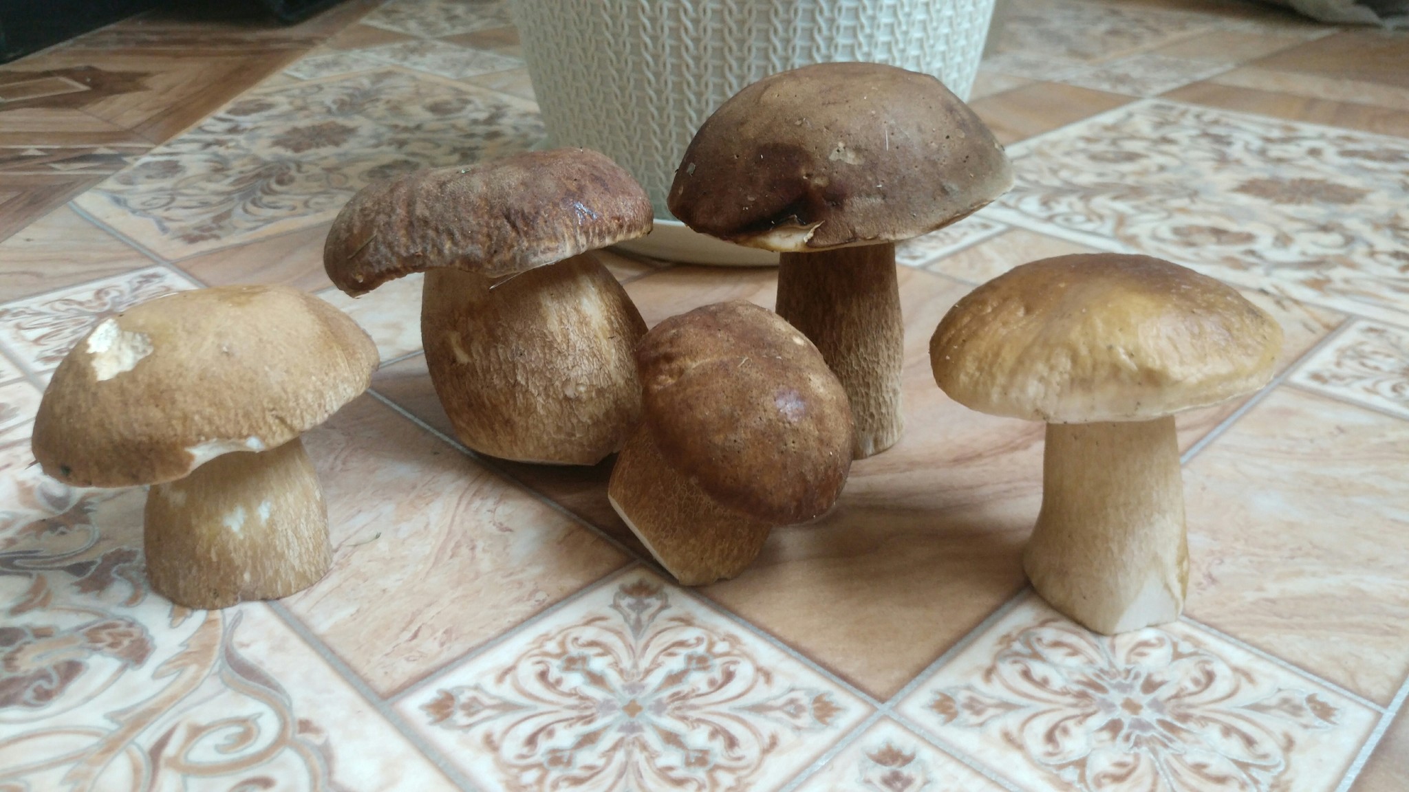 Border of Smolensk and Kaluga regions. - My, Mushrooms, Porcini, Longpost