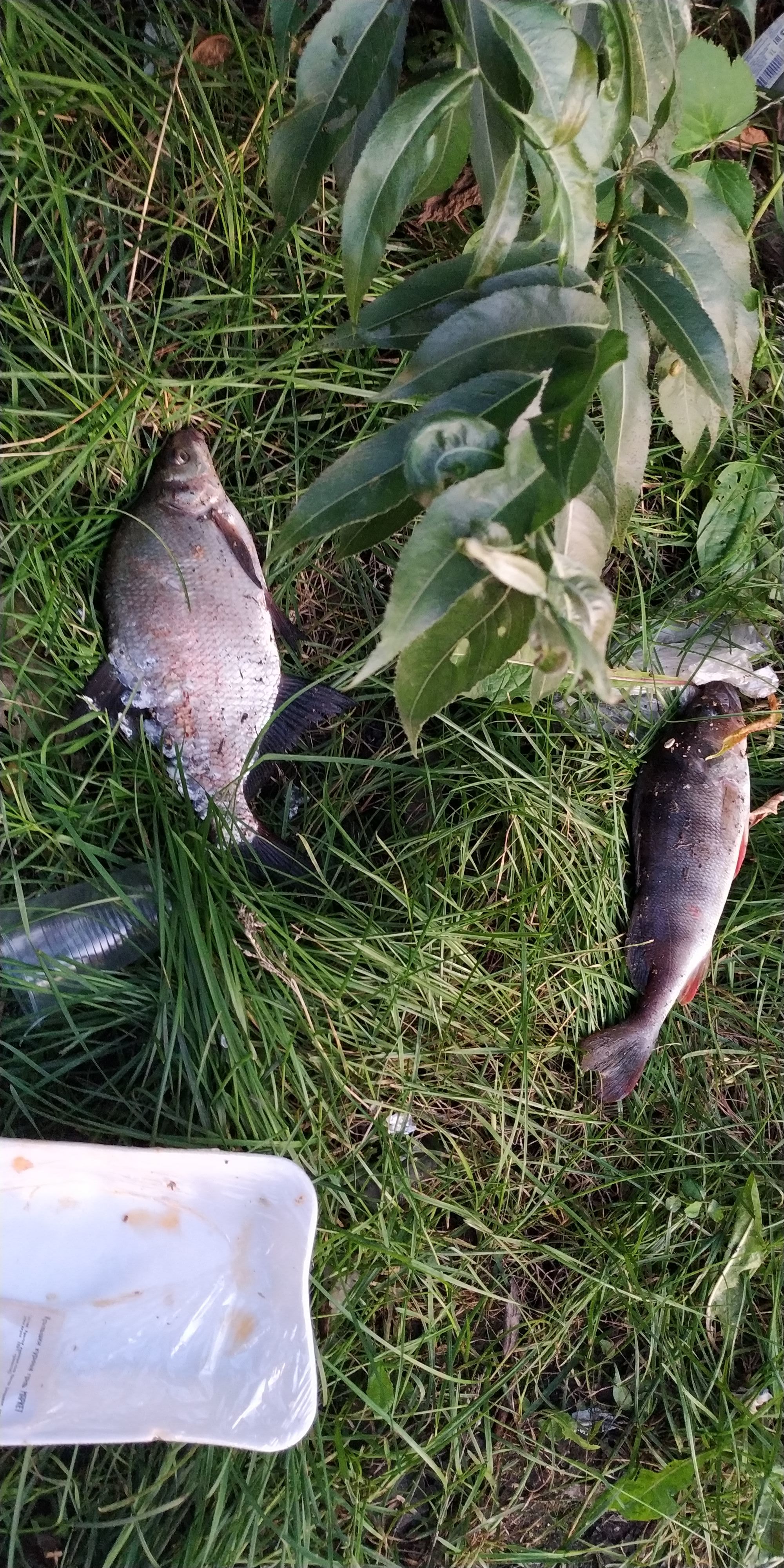 Fishing on the Moscow River - My, Fishing, , Fishermen, Longpost, Moscow River