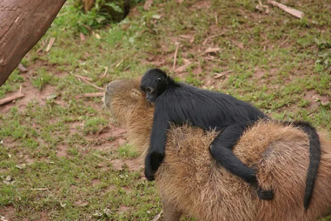 When you have a riding capybara. - Animals, Monkey, Capybara, Primates, Spider monkey, Rodents, Longpost