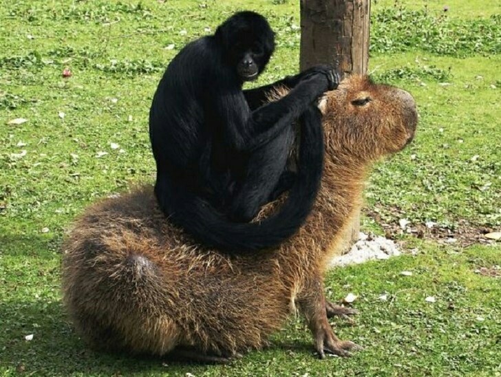 When you have a riding capybara. - Animals, Monkey, Capybara, Primates, Spider monkey, Rodents, Longpost