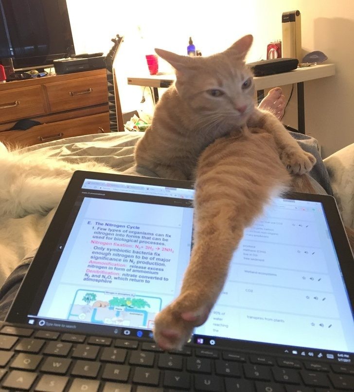 A new type of hob - computer - cat, Hoba