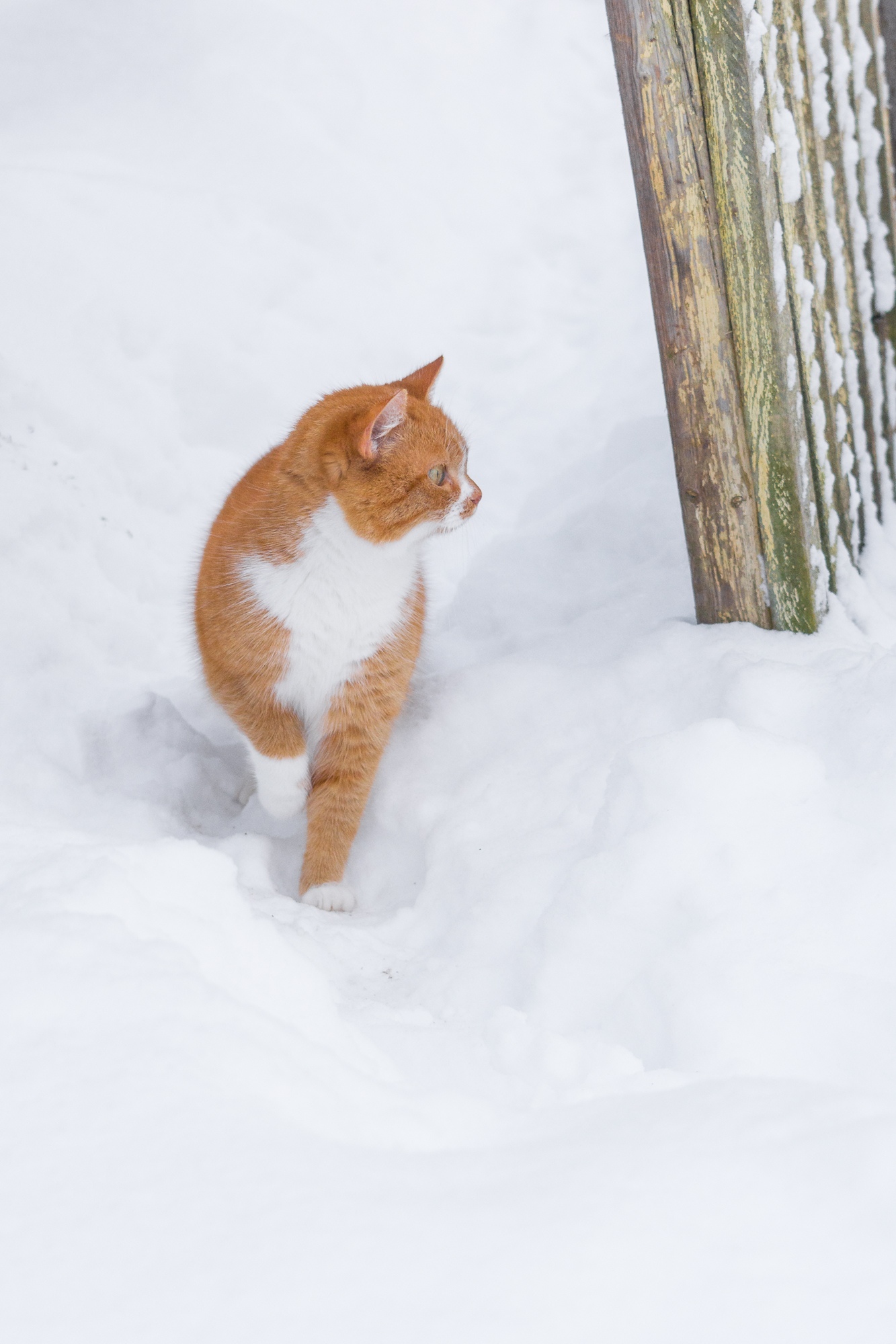 The approach of a fluffy ginger. - My, The photo, Beginning photographer, cat, Redheads, Winter, Nikon, Longpost