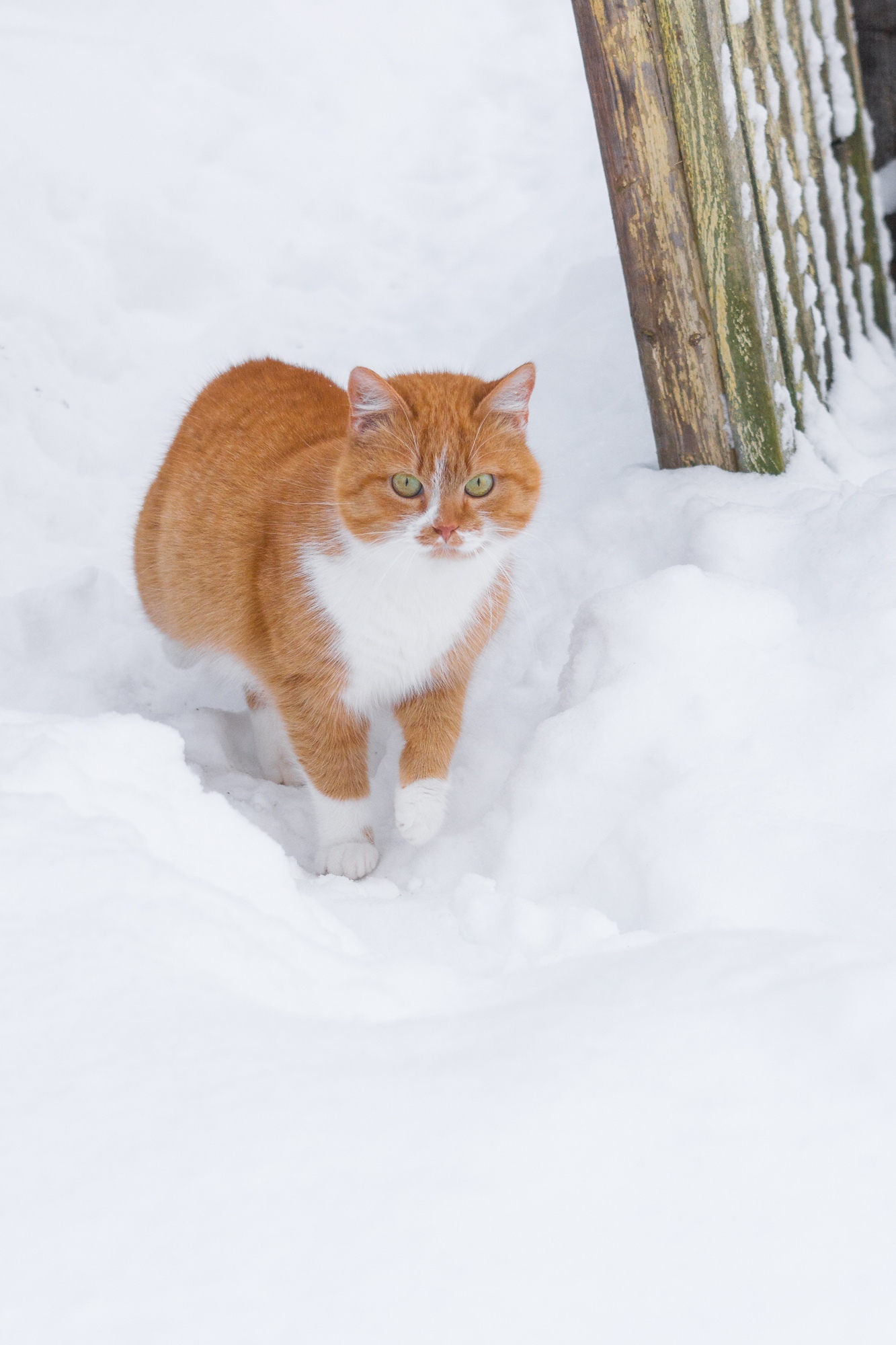 The approach of a fluffy ginger. - My, The photo, Beginning photographer, cat, Redheads, Winter, Nikon, Longpost