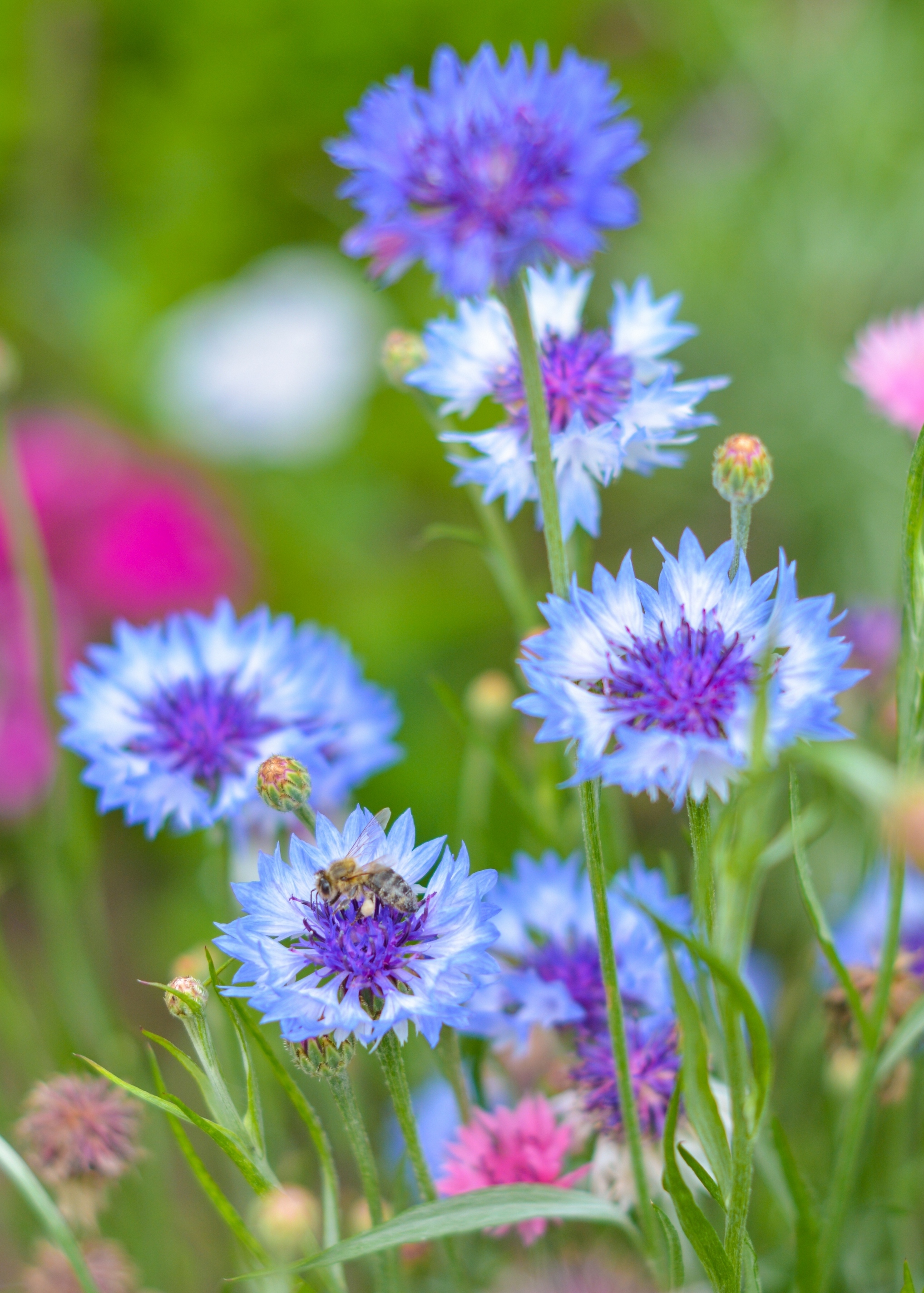 Summer garden - My, Summer, Flowers, Garden, The photo, Nikon d7100, Yongnuo 50mm, Longpost