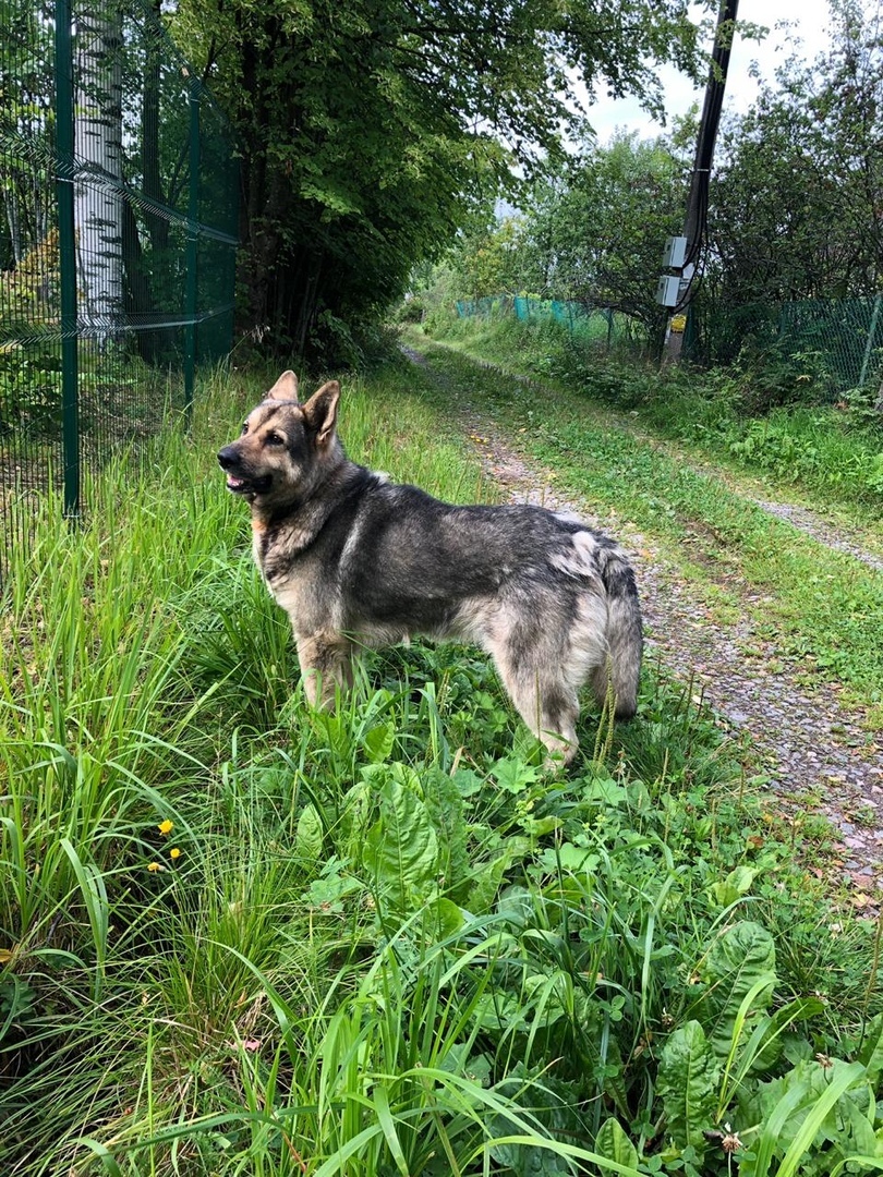 History is not for a nice Saturday night. - My, Dog, Help, Saint Petersburg, Kirovsky District, No rating, Cruelty, Video, Longpost, In contact with, Mat, Helping animals