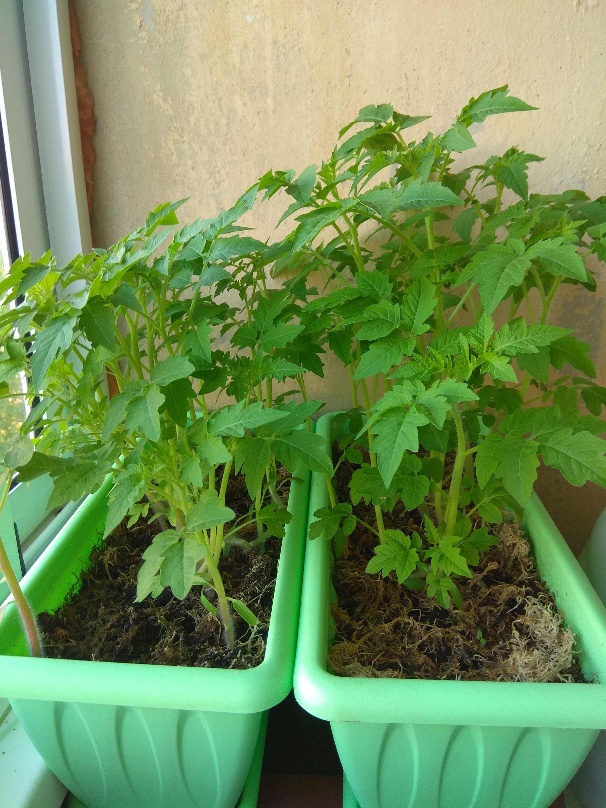 Черри дома на подоконнике