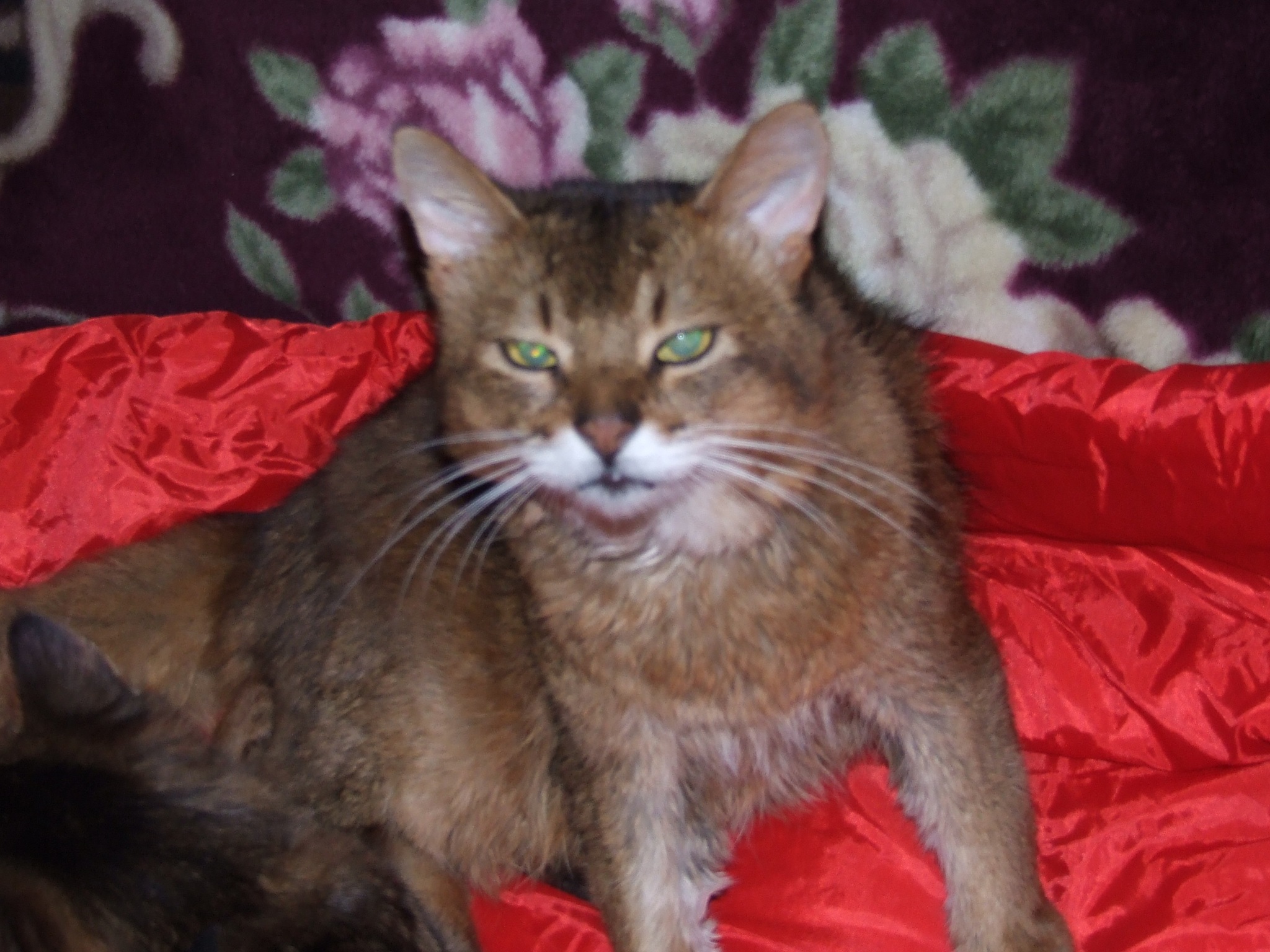 A handsome Somali cat, our favorite - My, cat, Pet, Somali cat, Pets