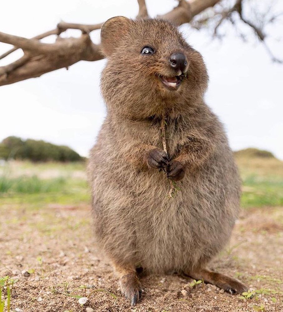 Here's a quokka for you (google yourself) - Quokka, Milota, Instagram, Longpost