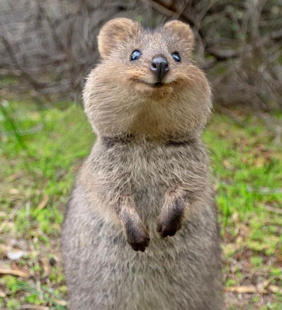 Here's a quokka for you (google yourself) - Quokka, Milota, Instagram, Longpost