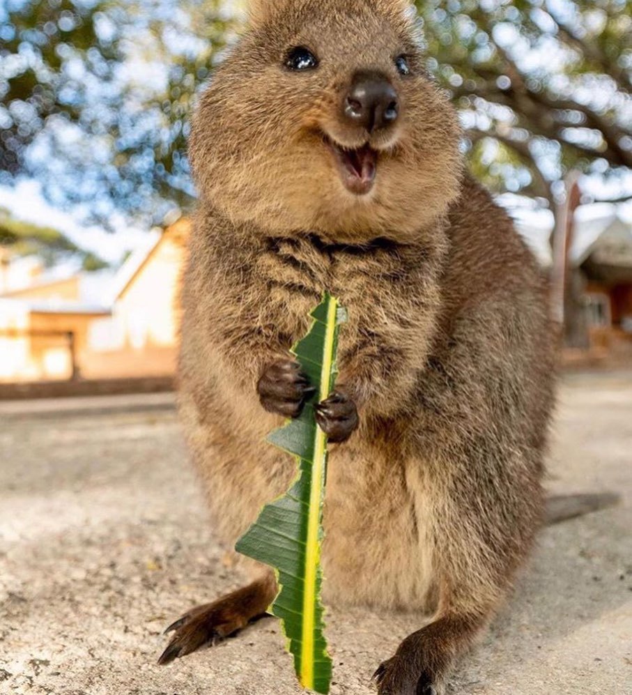 Here's a quokka for you (google yourself) - Quokka, Milota, Instagram, Longpost