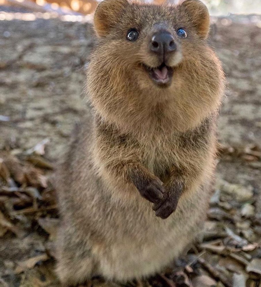 Here's a quokka for you (google yourself) - Quokka, Milota, Instagram, Longpost