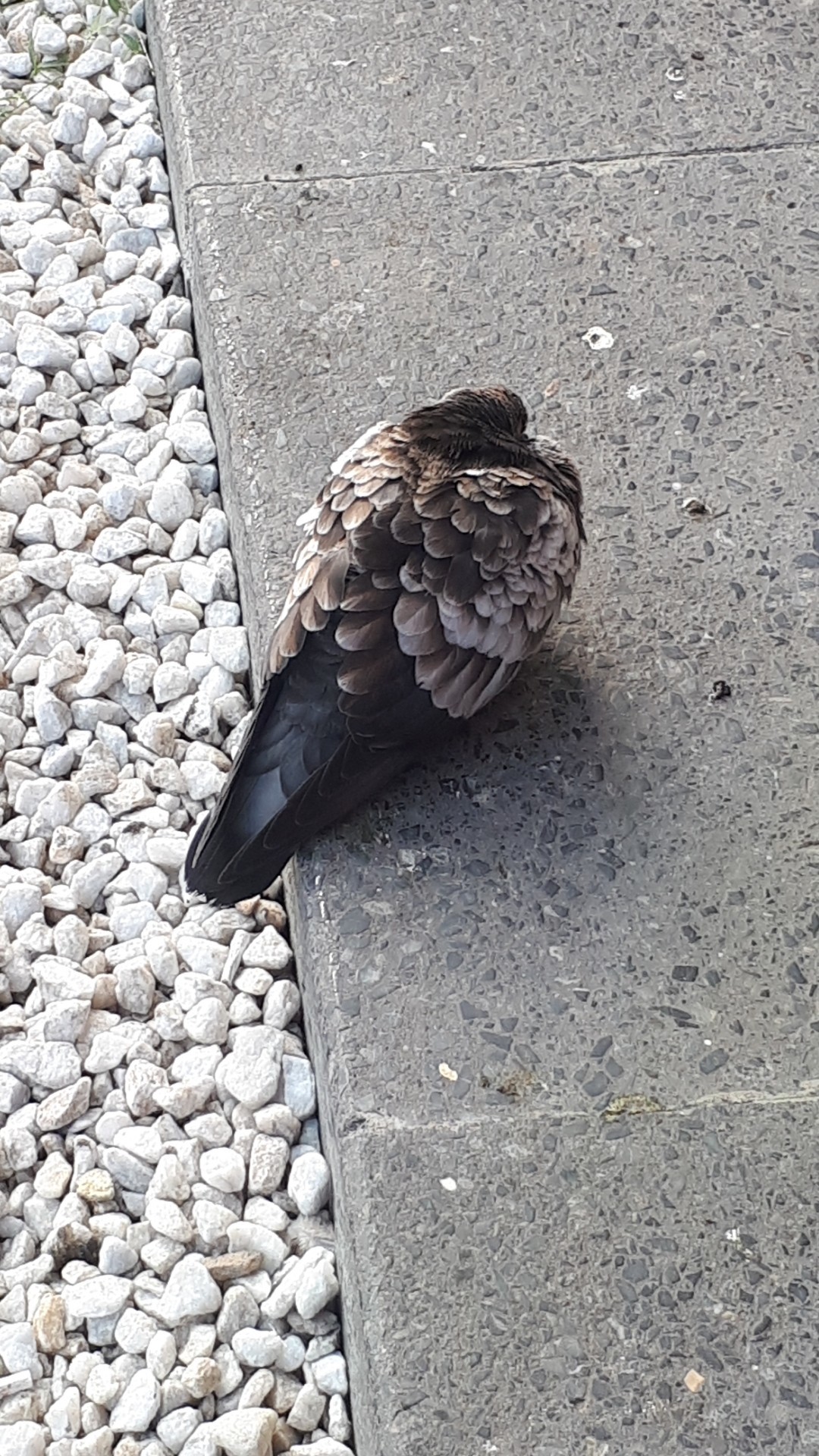 Interesting dove plumage. - My, Pigeon, Feathers, Longpost