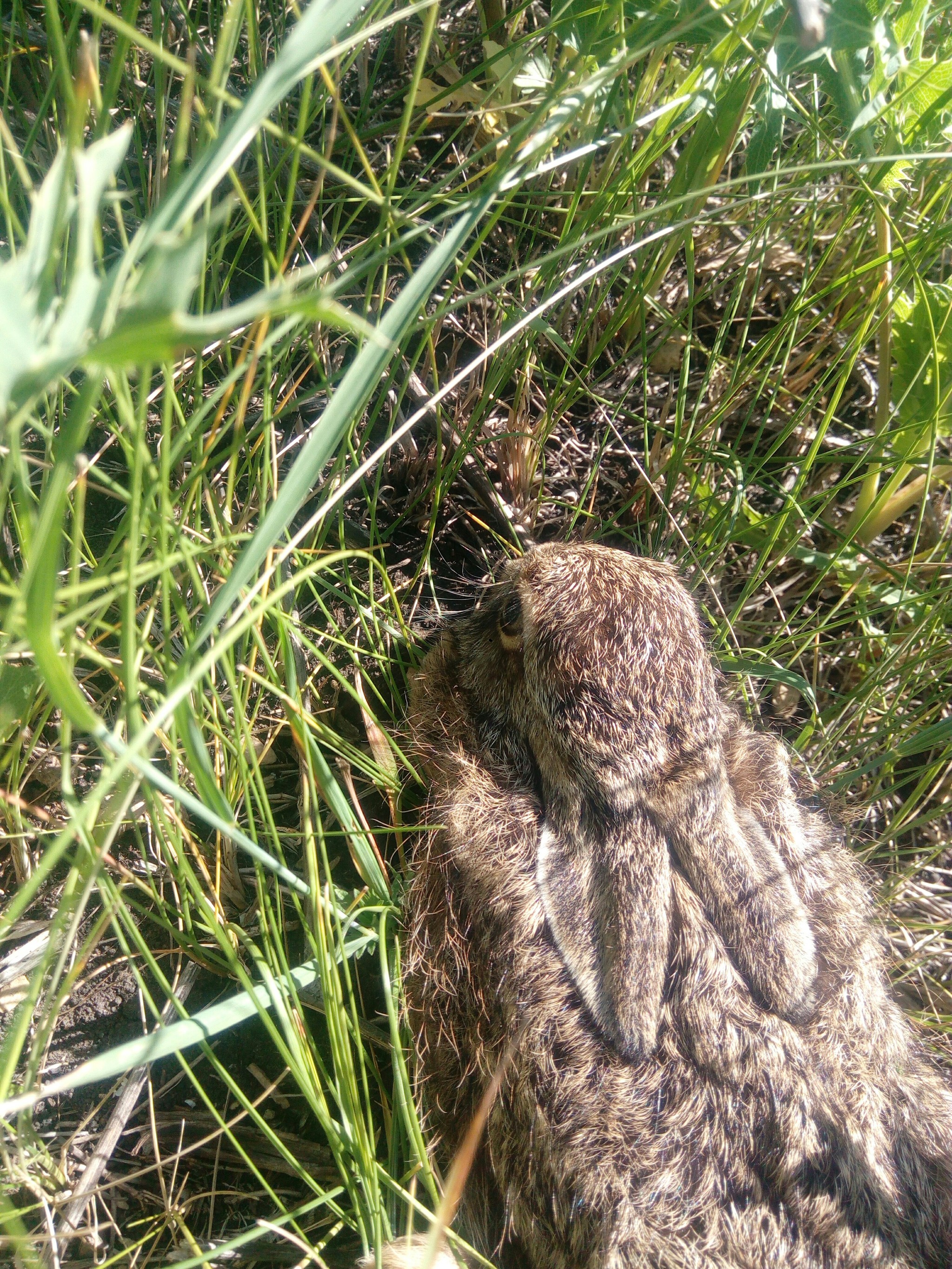 Interesting meeting. - Hare, Nature, Longpost