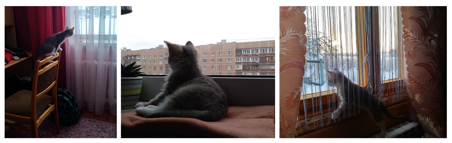Yandex and Klepa are looking for a house! And how we found our happiness! - My, cat, In good hands, Help, Moscow, Longpost, No rating, Settling in, Helping animals