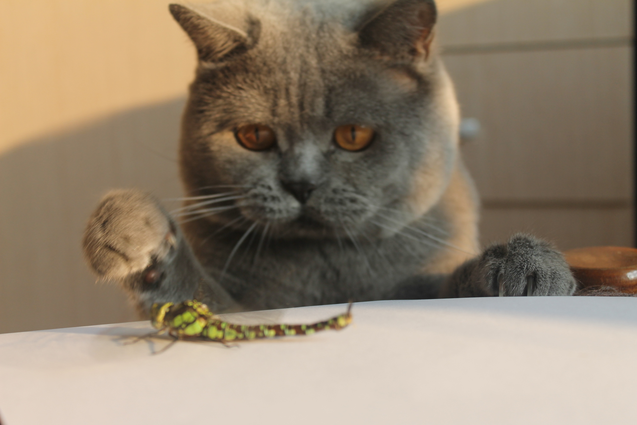 Cat and dragonfly. - My, British cat, Dragonfly, The photo, Milota, cat, Longpost