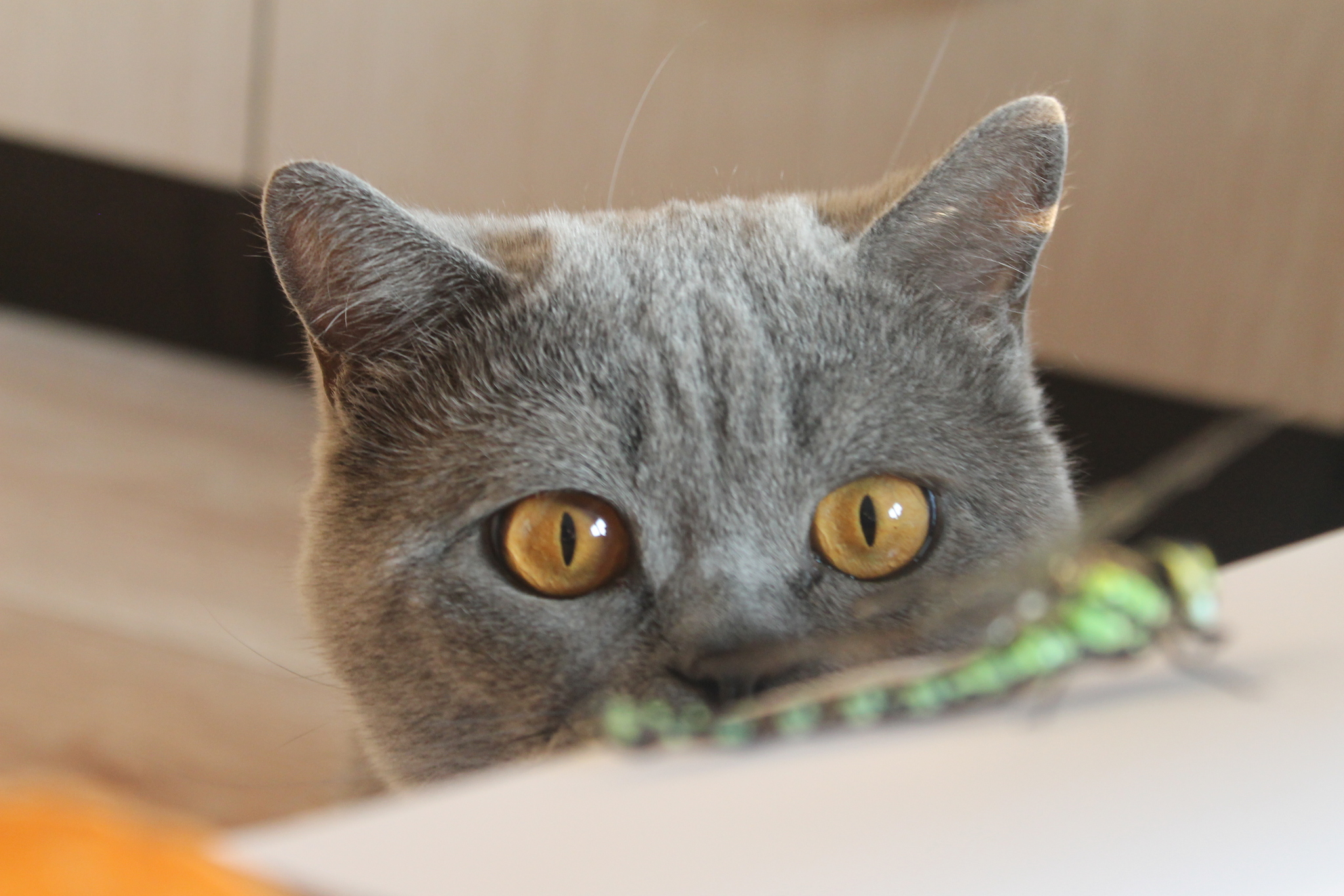 Cat and dragonfly. - My, British cat, Dragonfly, The photo, Milota, cat, Longpost