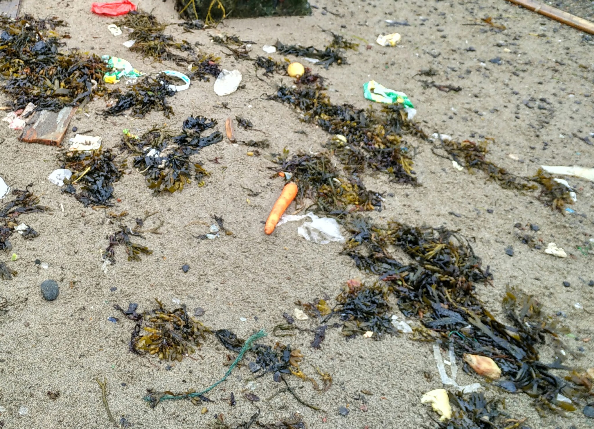 In Severomorsk, a soup set washed ashore. - My, Severomorsk, Kola Bay, Garbage, Vegetables, Longpost