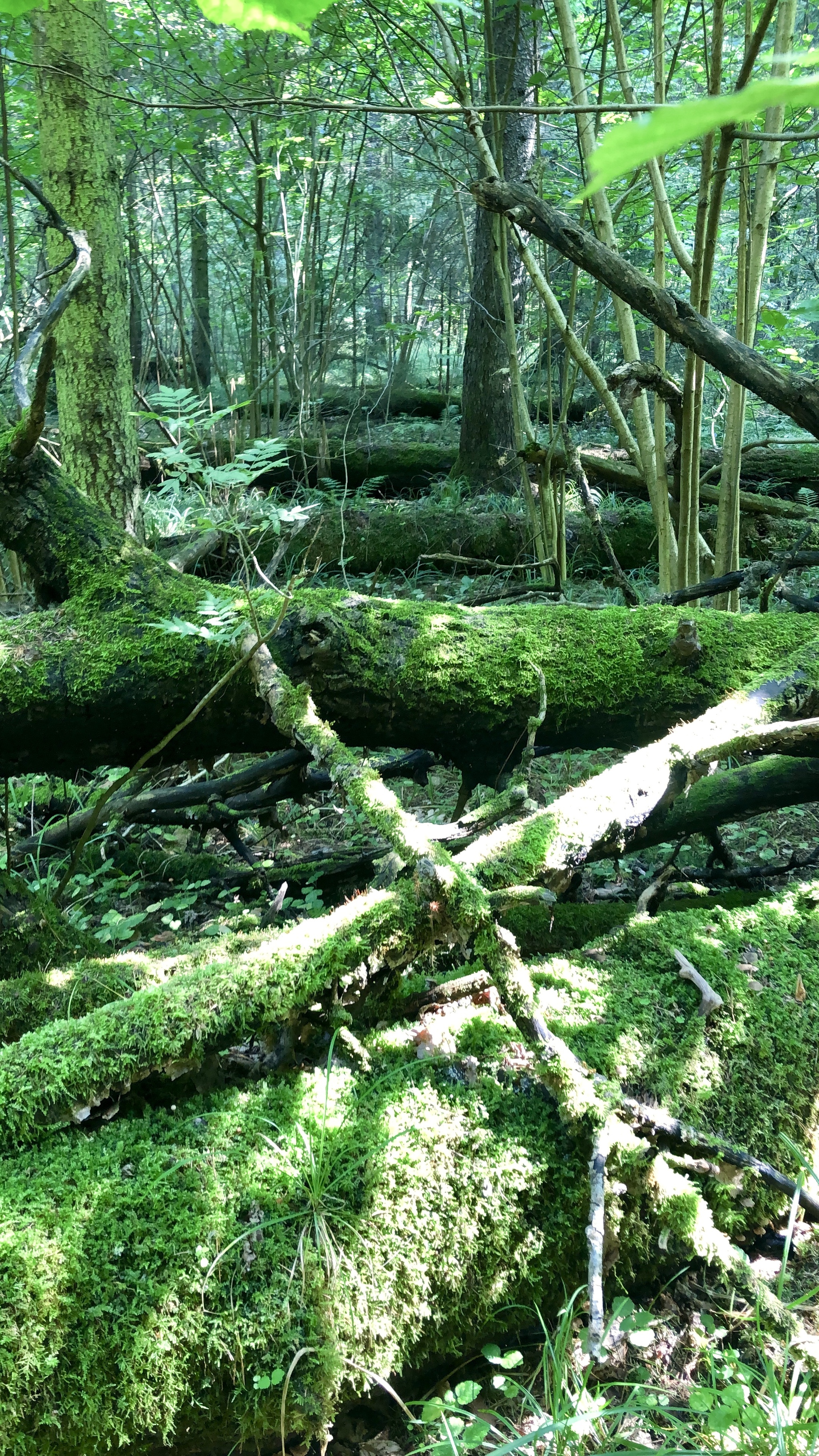 Podmoskovny forest (no filters) - My, Forest, Mushrooms, Photo on sneaker, Longpost