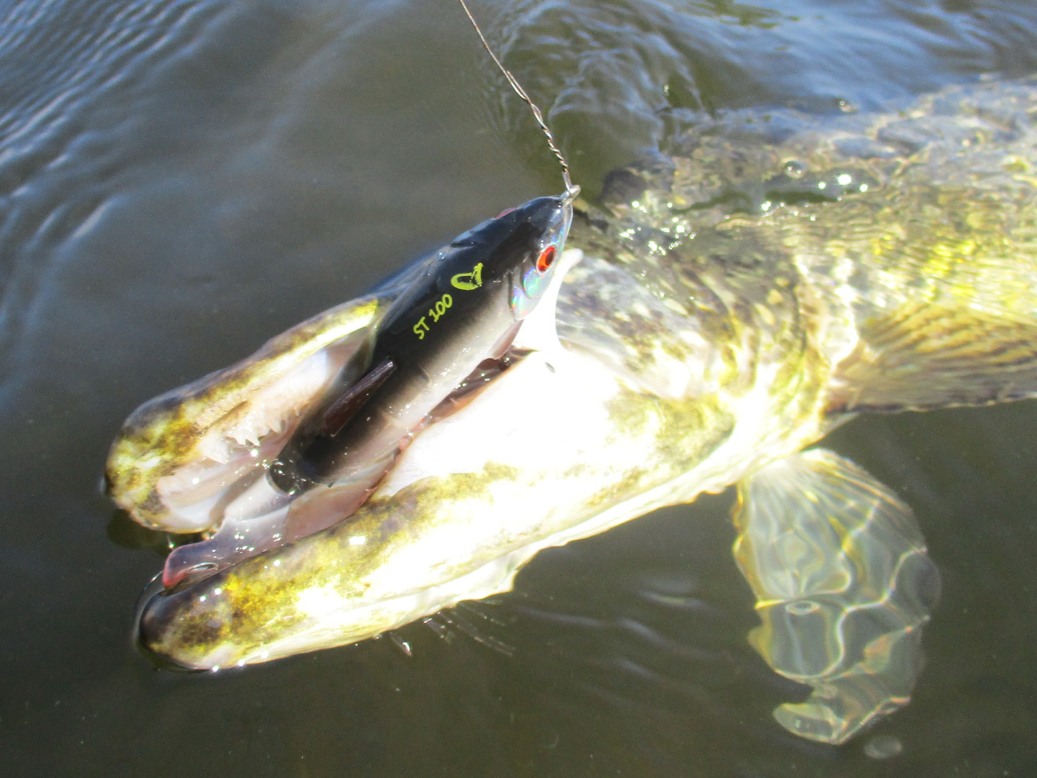 Heat, pike, topwater. - My, Pike, Savage Gear