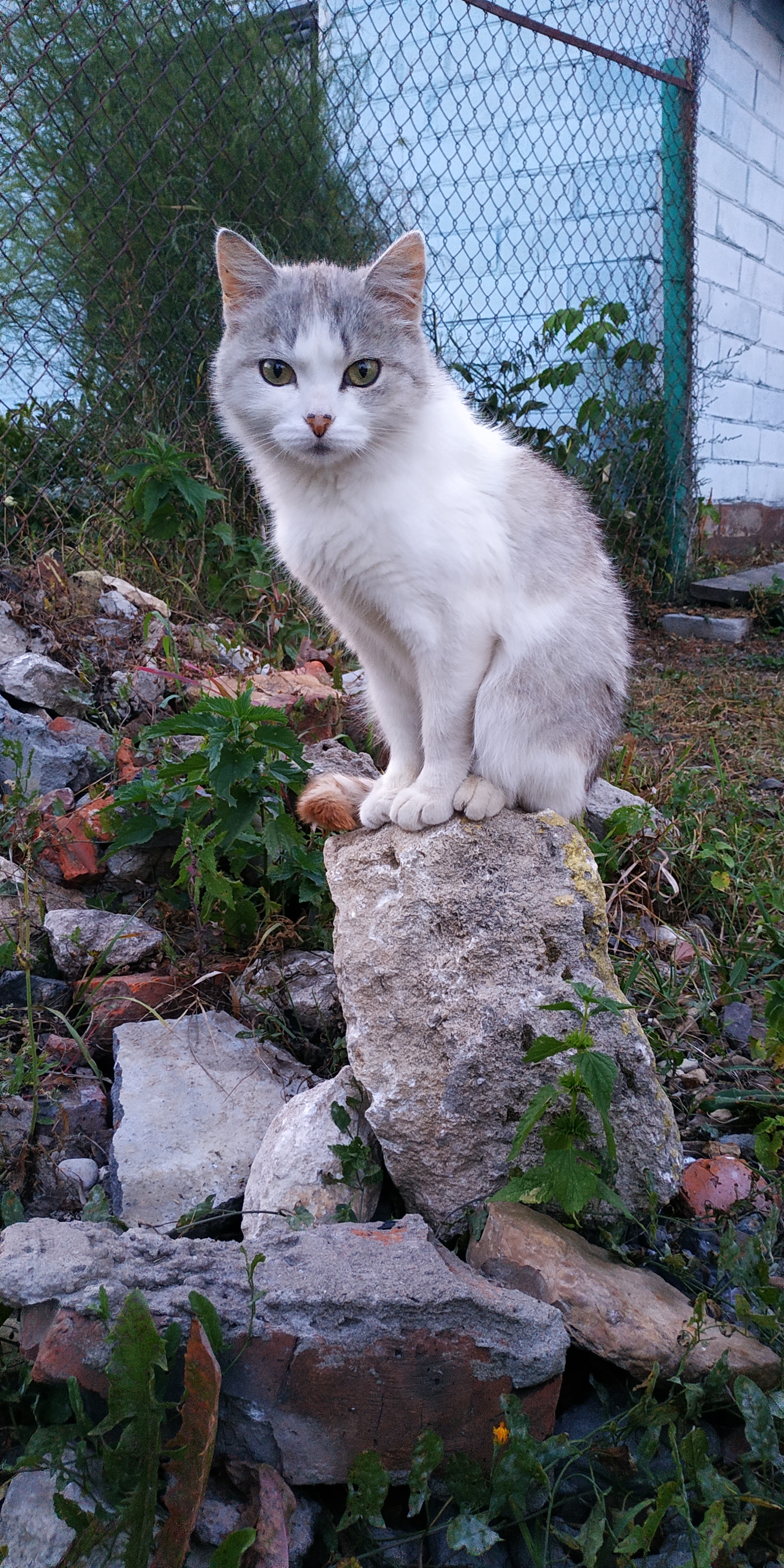 living sculpture - My, Catomafia, Pets, Longpost, cat